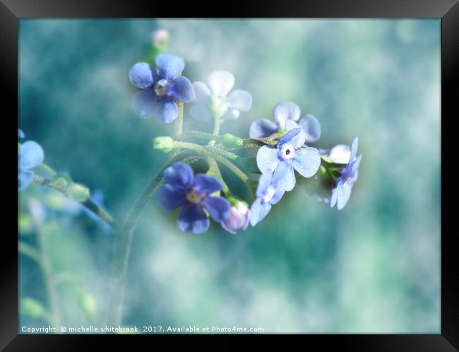 Dreamy Forget Me Not Framed Print by michelle whitebrook