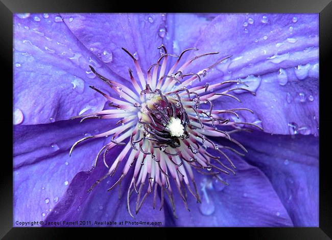 Purple Rain Framed Print by Jacqui Farrell