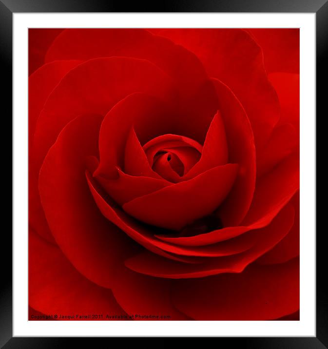 Red Rose Framed Mounted Print by Jacqui Farrell