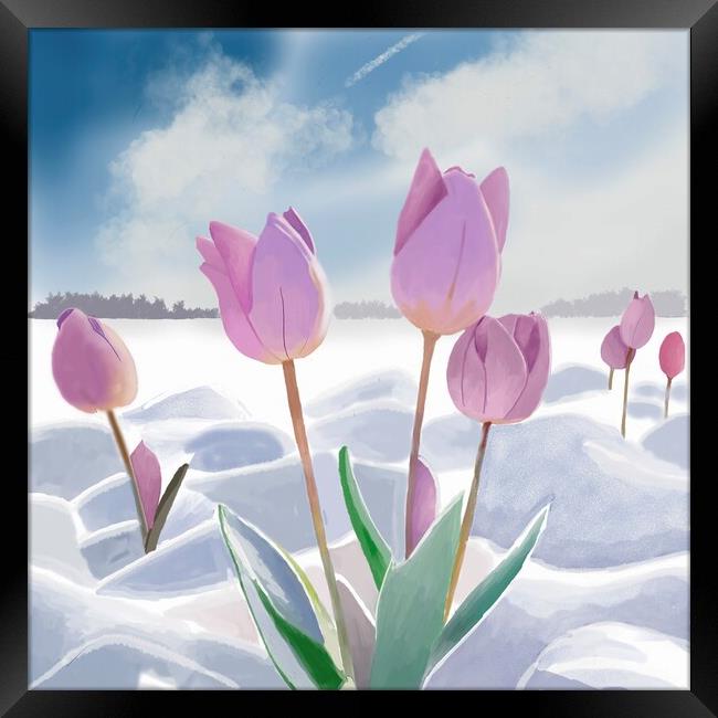 Tulips in the Snow  Framed Print by Jacqui Farrell