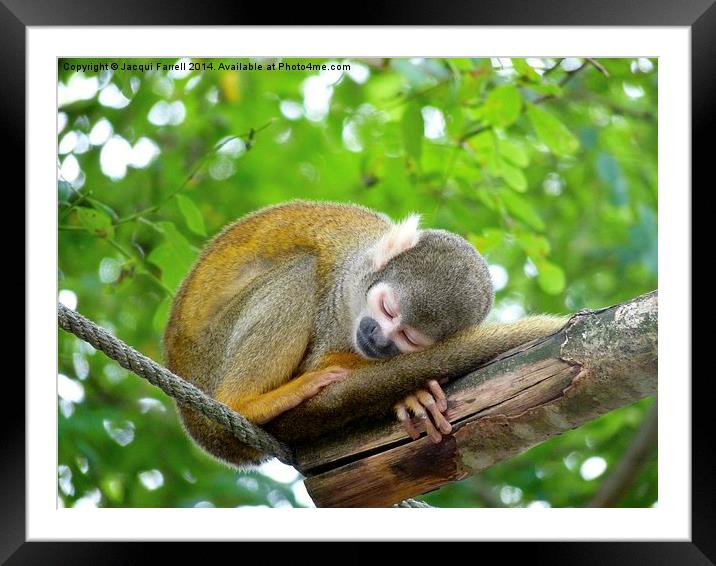  Sleeping Squirrel Monkey Framed Mounted Print by Jacqui Farrell