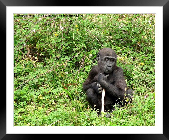  Thoughtful Chimp Framed Mounted Print by Jacqui Farrell