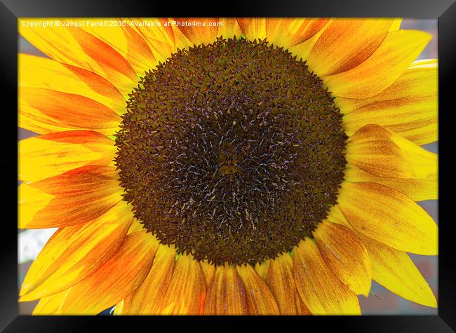 Summer Sunflower  Framed Print by Jacqui Farrell