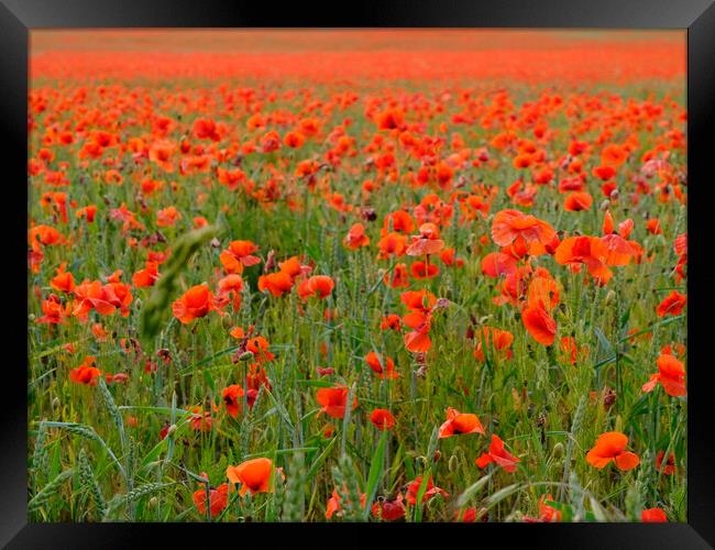 Norfolk Poppy Field  Framed Print by Jacqui Farrell