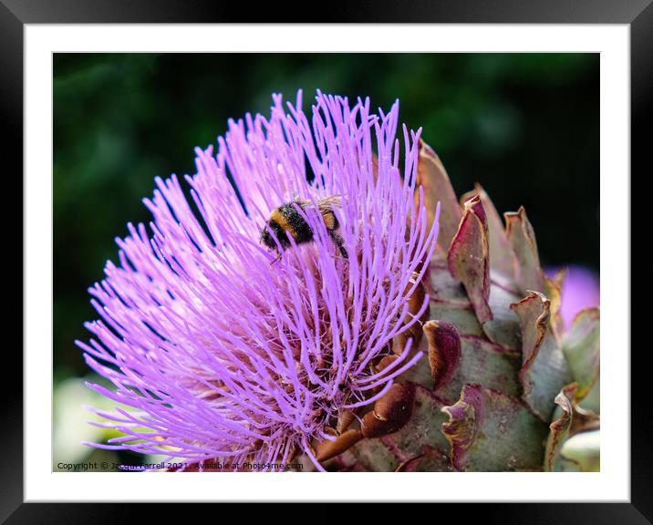 Artichoke Thistle with Bee Framed Mounted Print by Jacqui Farrell