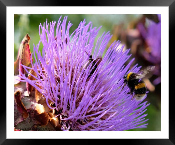 Artichoke Thistle with Bees Framed Mounted Print by Jacqui Farrell