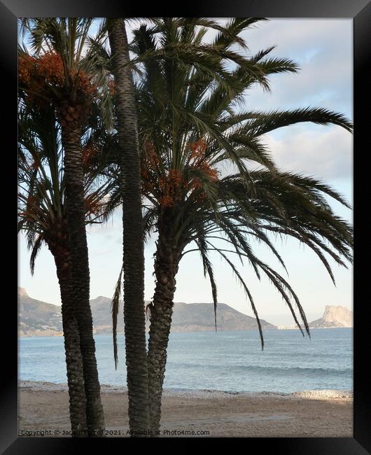Palm Trees  Framed Print by Jacqui Farrell