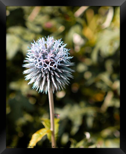 Globe Thistle Framed Print by Jacqui Farrell