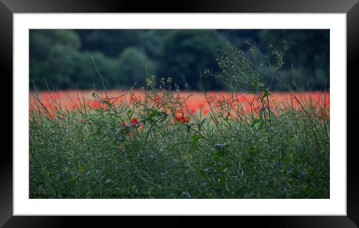 Scarlet Sea of Poppies Framed Mounted Print by Jacqui Farrell
