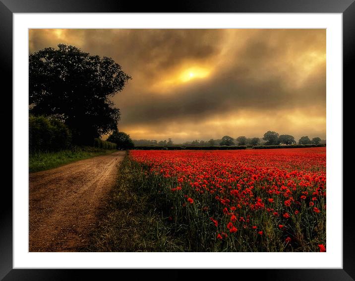 Moody Poppies of Heacham Framed Mounted Print by Jacqui Farrell
