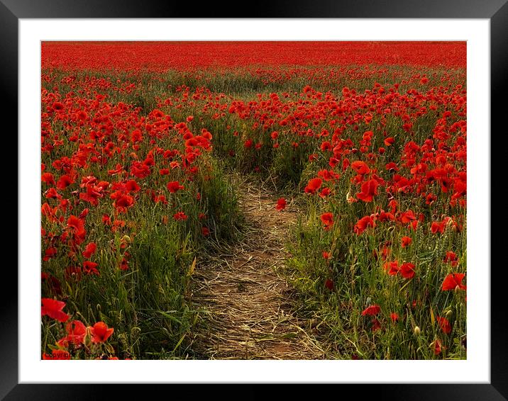 Poppy Pathway Heacham Framed Mounted Print by Jacqui Farrell