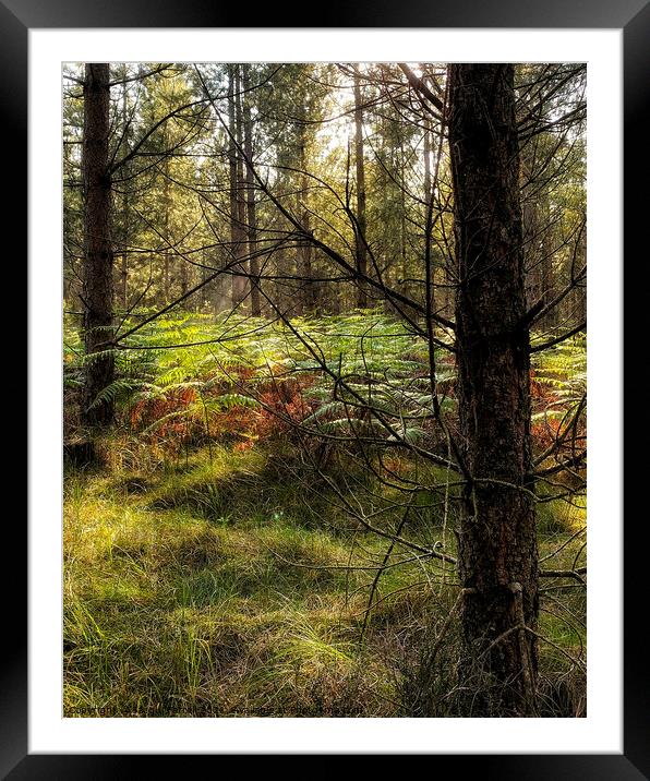 Brandon Country Park Suffolk  Framed Mounted Print by Jacqui Farrell