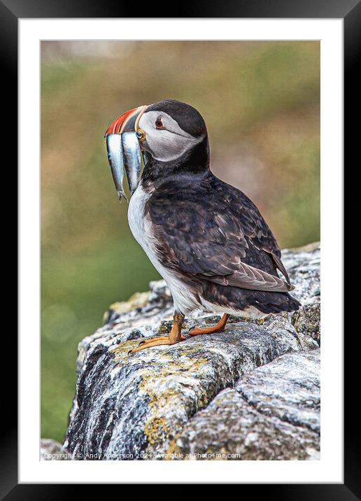 Puffin on May Isle Framed Mounted Print by Andy Anderson