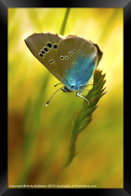 Appuane Mountain Butterfly Framed Print by Andy Anderson