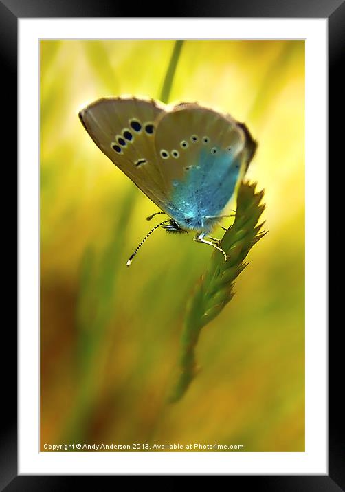 Appuane Mountain Butterfly Framed Mounted Print by Andy Anderson