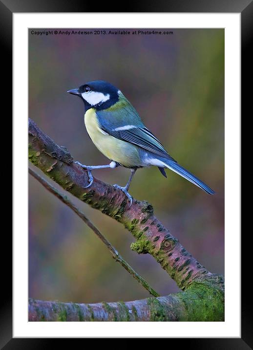 Great Tit Framed Mounted Print by Andy Anderson