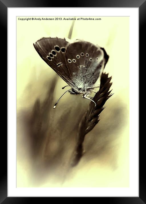 Tuscan Mountain Butterfly Framed Mounted Print by Andy Anderson