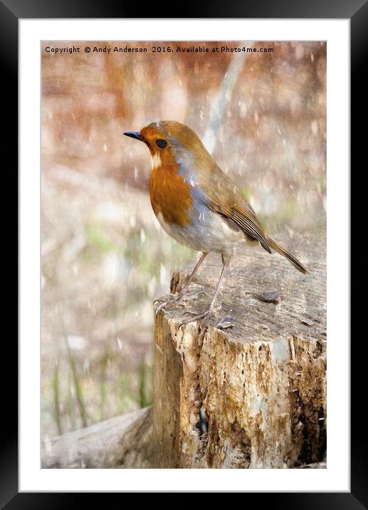 Winter Robin Framed Mounted Print by Andy Anderson