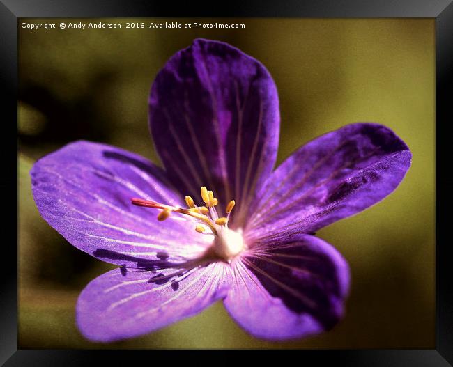 Purple Garden Flower Framed Print by Andy Anderson