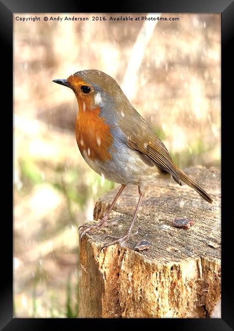 Winter Robin Red Breast Framed Print by Andy Anderson