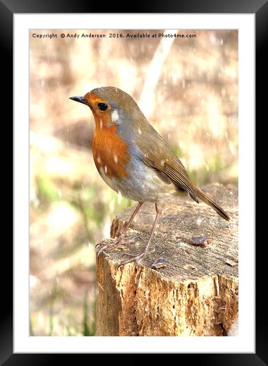 Winter Robin Red Breast Framed Mounted Print by Andy Anderson