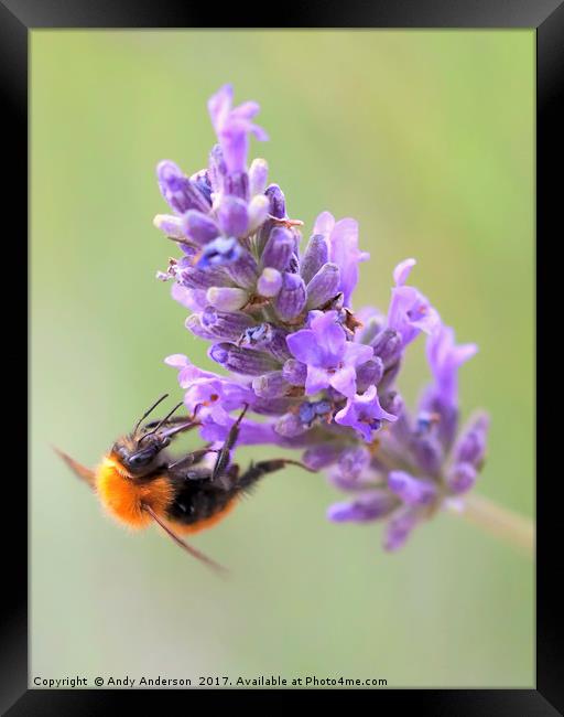 Tawny Mining Bee on Lavender Framed Print by Andy Anderson