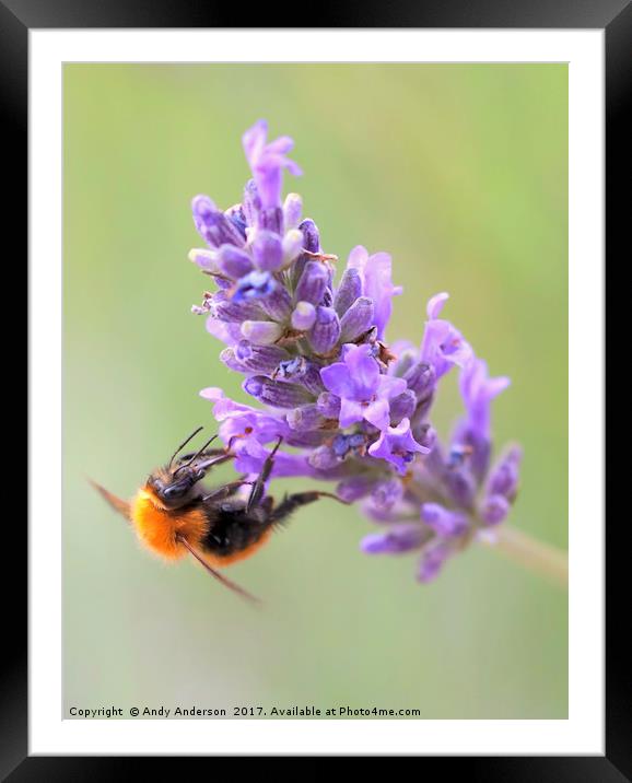 Tawny Mining Bee on Lavender Framed Mounted Print by Andy Anderson