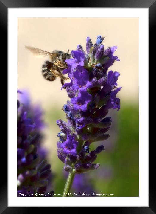 Busy Bee working on a Lavender Plant in Montaione, Framed Mounted Print by Andy Anderson
