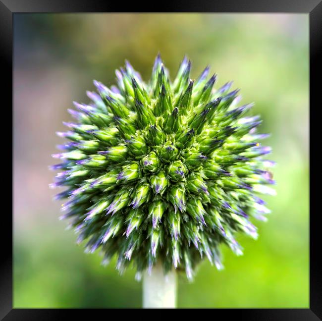 Captivating Flower - Globe Thistle at Aberdour, Fi Framed Print by Andy Anderson