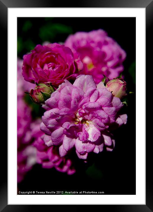 Miniature pink double rose Framed Mounted Print by Teresa Neville