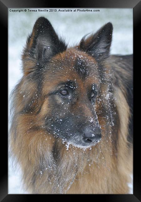 German Shepherd Dog in the snow Framed Print by Teresa Neville
