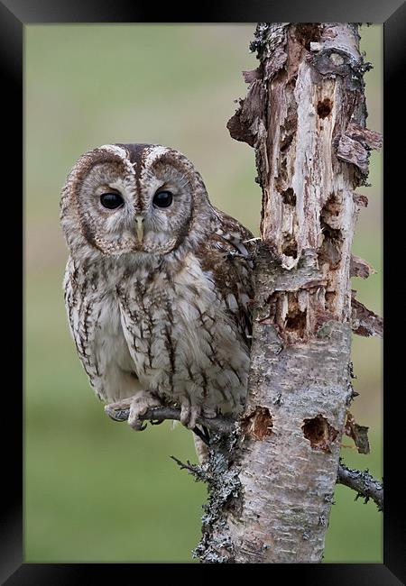 Tawny Beauty Framed Print by Val Saxby LRPS