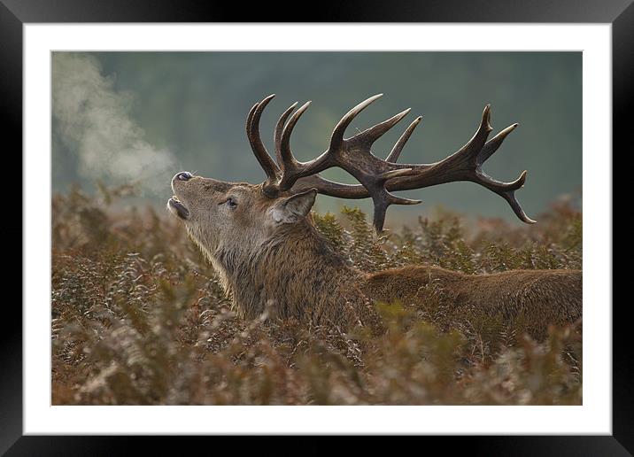 Red Deer Stag Framed Mounted Print by Val Saxby LRPS