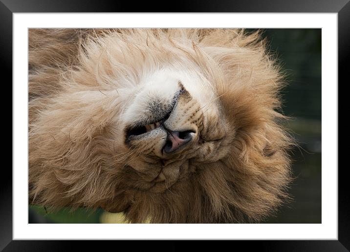 Sleepy Head! Framed Mounted Print by Val Saxby LRPS