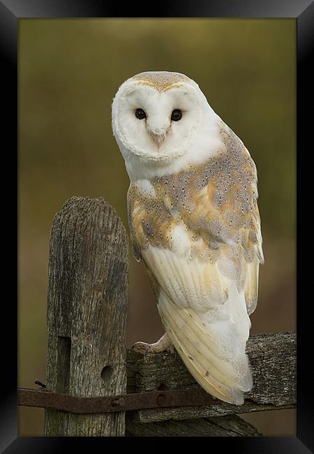 Barn Owl Framed Print by Val Saxby LRPS