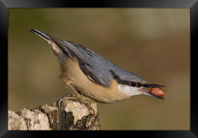 Nuthatch Framed Print by Val Saxby LRPS