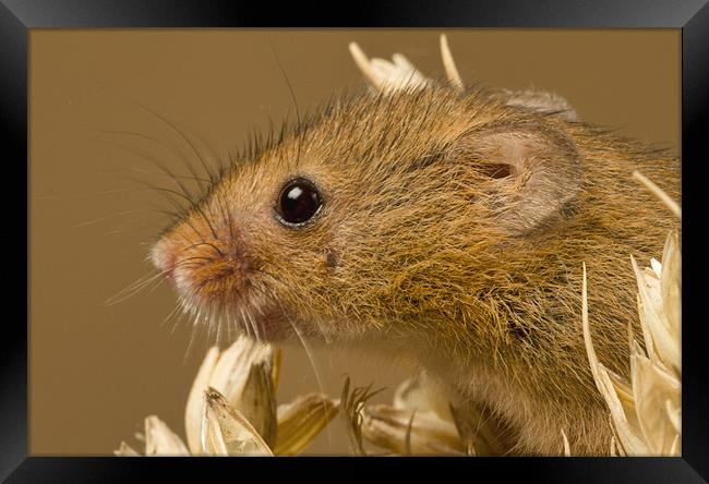 Harvest Mouse Framed Print by Val Saxby LRPS