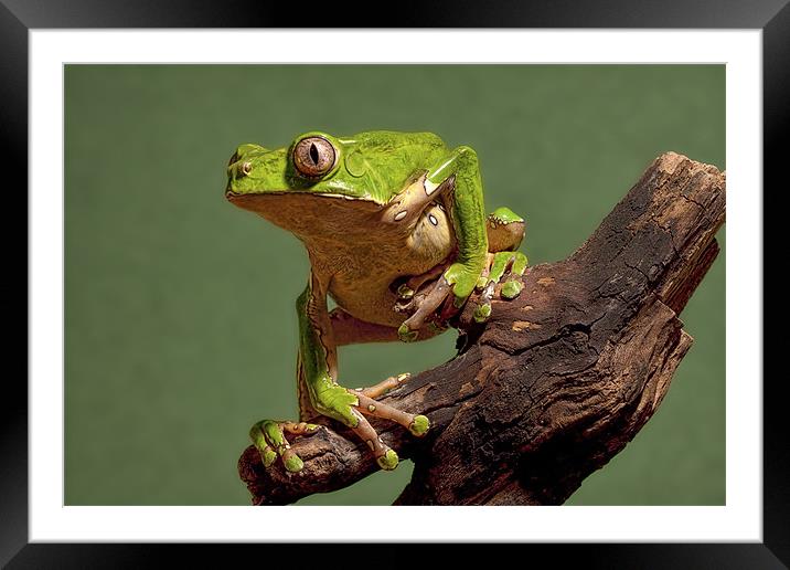 Golden Eye Framed Mounted Print by Val Saxby LRPS