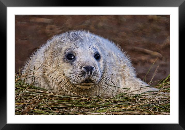 Seal Pup Framed Mounted Print by Val Saxby LRPS