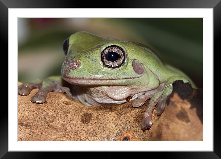 Whites Tree Frog Framed Mounted Print by Val Saxby LRPS
