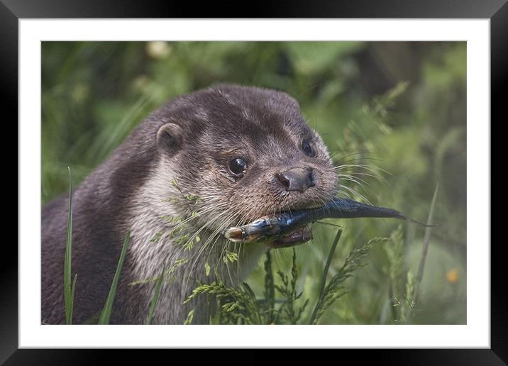 Otter Framed Mounted Print by Val Saxby LRPS