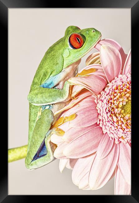 In the Pink Framed Print by Val Saxby LRPS