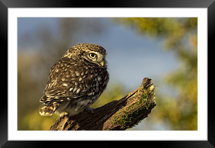 Little Owl Framed Mounted Print by Val Saxby LRPS