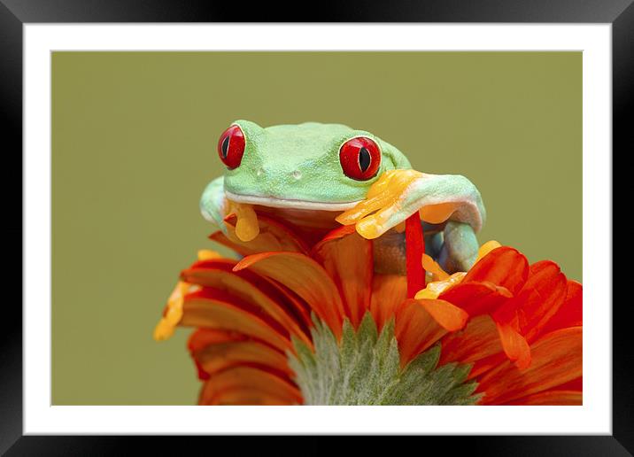 Red Eye Framed Mounted Print by Val Saxby LRPS