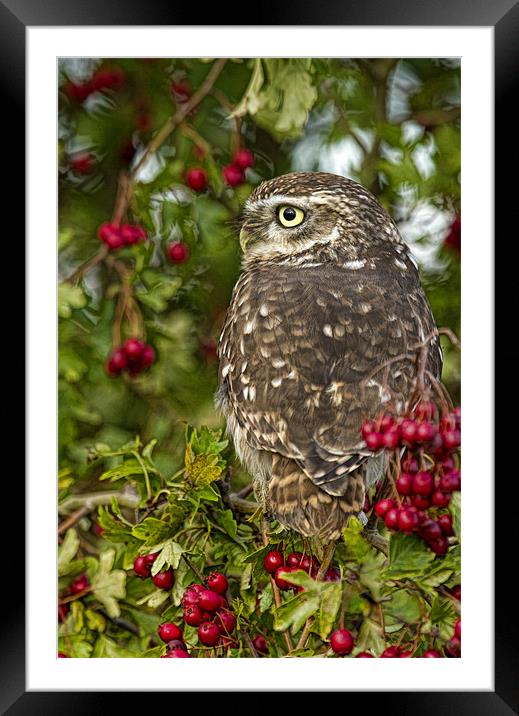 Autumn Owl Framed Mounted Print by Val Saxby LRPS