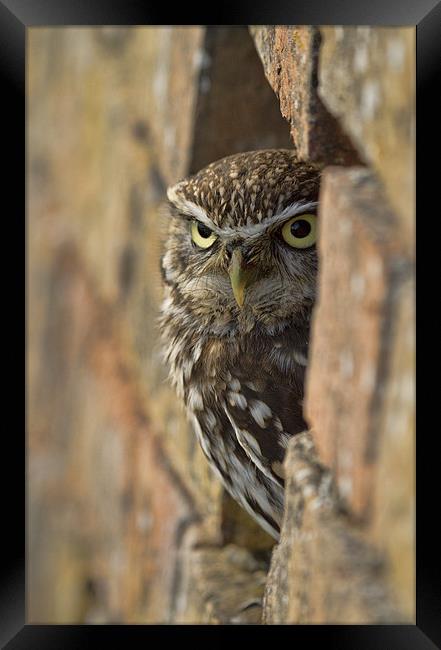 On Watch Framed Print by Val Saxby LRPS