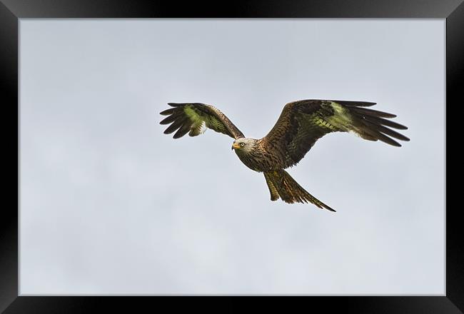 Red Kite Framed Print by Val Saxby LRPS