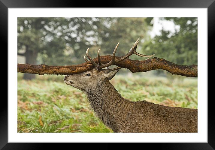 Balancing Act Framed Mounted Print by Val Saxby LRPS