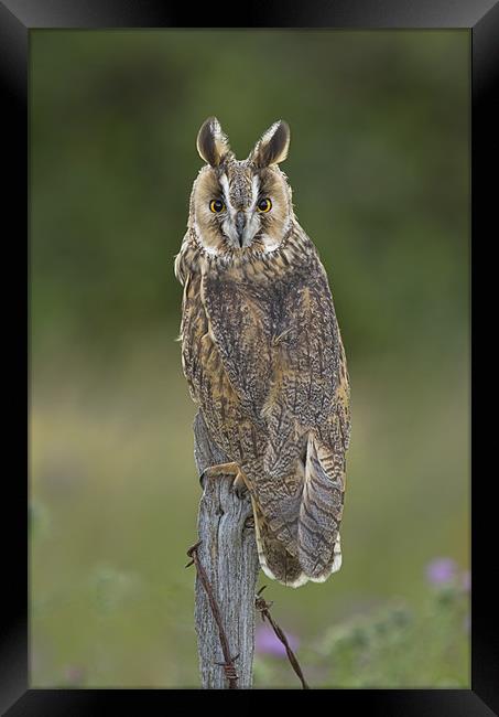 Long eared owl in the meadow Framed Print by Val Saxby LRPS