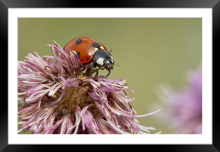 Ladybug Framed Mounted Print by Val Saxby LRPS